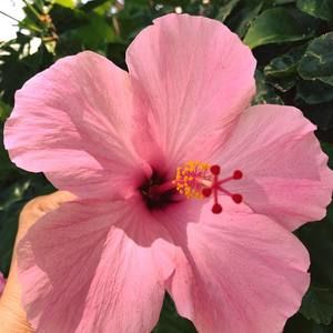 Meet your Posher, Jhon-connie